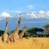 Figuredart Trois Girafes Dans La Brousse | Paysages