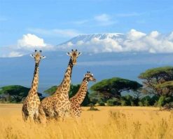 Figuredart Trois Girafes Dans La Brousse | Paysages