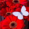 Figuredart Broderie Diamant - Marguerites Rouges Et Papillon Blanc | Broderie Diamant Fleurs