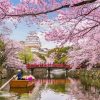 Figuredart Fleurs De Cerisiers Au Japon | Paysages