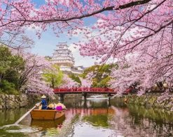 Figuredart Fleurs De Cerisiers Au Japon | Paysages