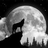 Figuredart Loup Solitaire Et Pleine Lune | Paysages