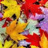 Figuredart Broderie Diamant - Feuilles D'Automne | Broderie Diamant Paysages