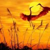 Figuredart Grues Au Coucher Du Soleil | Paysages