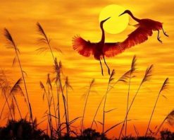 Figuredart Grues Au Coucher Du Soleil | Paysages