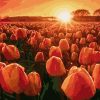 Figuredart Tulipes Au Lever De Soleil | Paysages