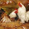 Figuredart Poule Et Coq | Animaux