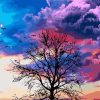 Figuredart Arbre Et Couleurs Du Ciel | Paysages