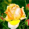 Figuredart Bouton De Rose Jaune | Fleurs