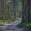 Figuredart Promenade Dans Les Bois | Paysages