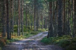 Figuredart Promenade Dans Les Bois | Paysages