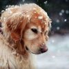 Figuredart Broderie Diamant - Chien Sous La Neige | Broderie Diamant Animaux