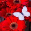 Figuredart Papillons Blanc Et Marguerites Rouges | Fleurs