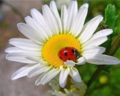 Figuredart Broderie Diamant - Coccinelle Et Marguerite | Broderie Diamant Fleurs