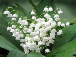 Figuredart Broderie Diamant - Bouquet De Muguet | Broderie Diamant Fleurs