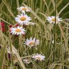 Figuredart Marguerites Au Jardin | Fleurs