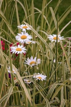 Figuredart Marguerites Au Jardin | Fleurs