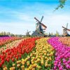 Figuredart Tulipes Et Moulins Vent | Paysages