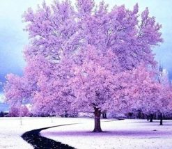 Figuredart Broderie Diamant - Arbre Rose Sous La Neige | Broderie Diamant Paysages