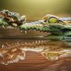 Figuredart Broderie Diamant - Grenouille Et Crocodile | Broderie Diamant Animaux