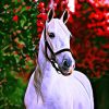 Figuredart Cheval Et Fond Color | Animaux