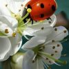 Figuredart Broderie Diamant - Coccinelle Et Fleurs | Broderie Diamant Animaux