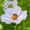 Figuredart Abeille Butinant Une Fleur | Fleurs