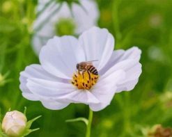 Figuredart Abeille Butinant Une Fleur | Fleurs