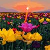 Figuredart Coucher De Soleil Et Champs De Fleurs | Paysages