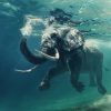 Figuredart Elphant Nageant Dans L'Eau | Animaux