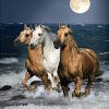 Figuredart Broderie Diamant - Chevaux Au Bord De Mer | Broderie Diamant Paysages