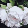 Figuredart Coeur De Roses Blanches | Fleurs